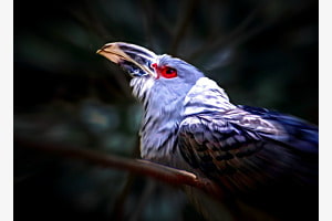 Angry Bird Angry Bird