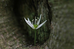 Blume im Stamm