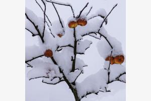 Apfelbaum im Schnee
