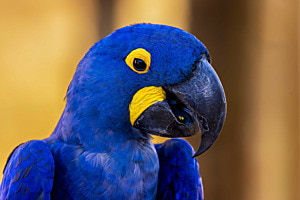 Bleu d'Ara