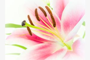 Frühlingserwachen