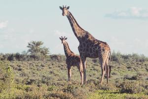 Giraffe, Namibia