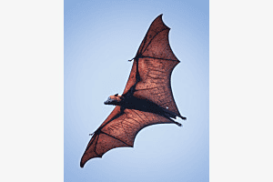 Flying fox 