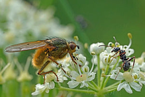 Face to face (Dungfliege trifft Ameise)