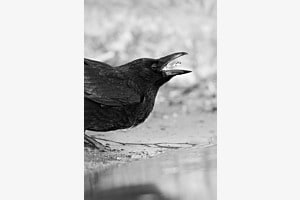 Wasser ist Leben