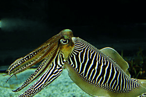 Tintenfisch