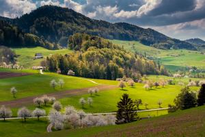Kirschblüten im Baselland