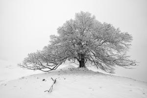 Baum im Nebel Baum im Nebel