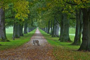 Baumalee_Hund_MM13_4258 Baumalee_Hund_MM13_4258
