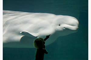 Begegnung Aquarium