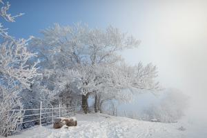 Schnee und Biecht