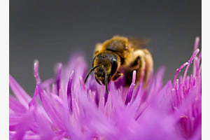 Biene in einer Flockenblume Biene in einer Flockenblume