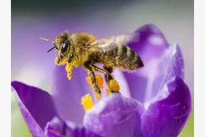Beim Pollen-Drive-In