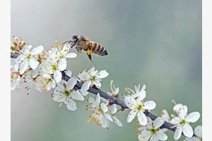 Mit einem kräftigen Sprung zur nächsten Blüte!