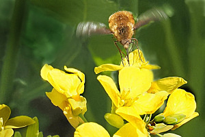 Bienenstich
