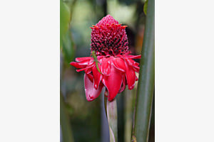 Tropische Blume mit Gecko