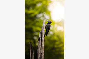 Black Woodpecker
