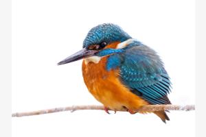 Alcedo atthis