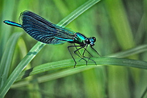 Blaue Prachtlibelle