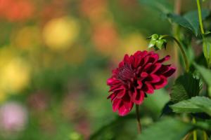 Blume Blume