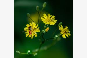 Blume+Zumbei Blume+Zumbei