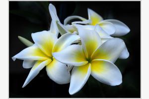 Blume Blume