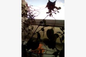 Blumen der Nacht Blumen der Nacht