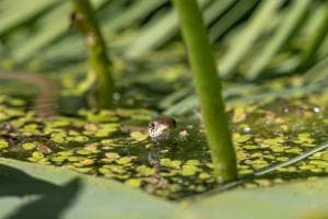 Bokeh im BoGa