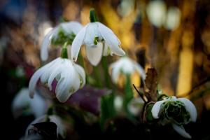 Bokeh_Blume