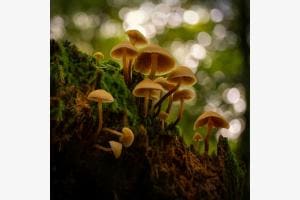 Bokeh_Pilze Bokeh_Pilze