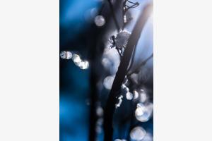 Winter-Bokhe Winter-Bokhe