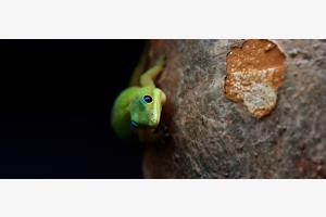 Gecko