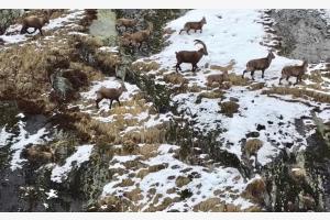 Steinbock-Familie Steinbock-Familie
