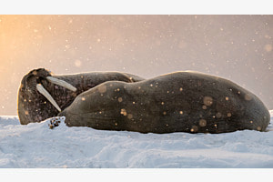 Walrösser im Schnee Walrösser im Schnee