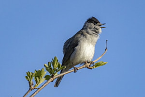 male blackcap