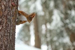 squirrel watching you