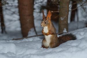 cute squirrel