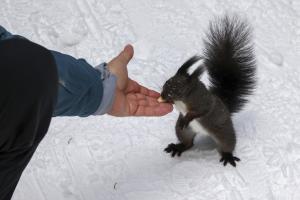 hand feeding squirresls hand feeding squirresls