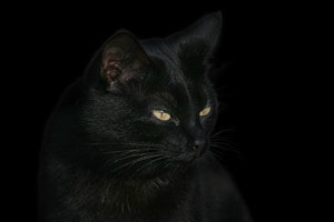 Black Cat
