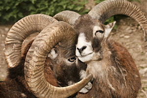european mouflon