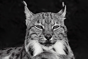 Luchs im Tierpark Goldau