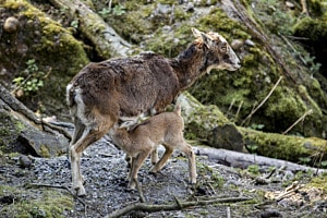 female european mouflon
