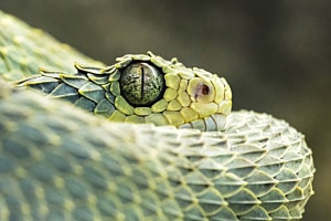 Green Bush Viper