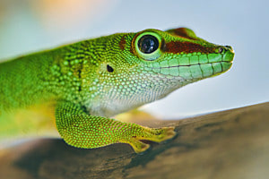 Madagaskar Taggecko