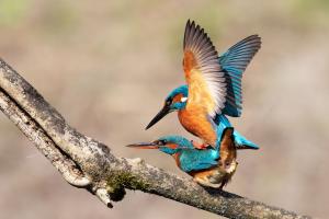 Common Kingfisher male and female