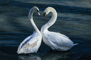 Swan Love
