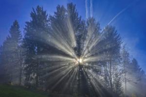 Sunrays shining through trees