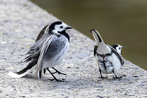 Wagtails performing their mating ritual Wagtails performing their mating ritual