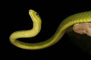 green mamba