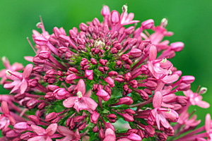 flower macro flower macro